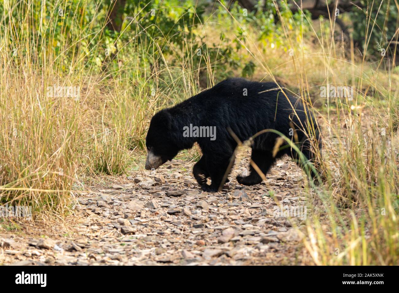 Sloth bear melursus ursinus portrait in ranthambore national park hi