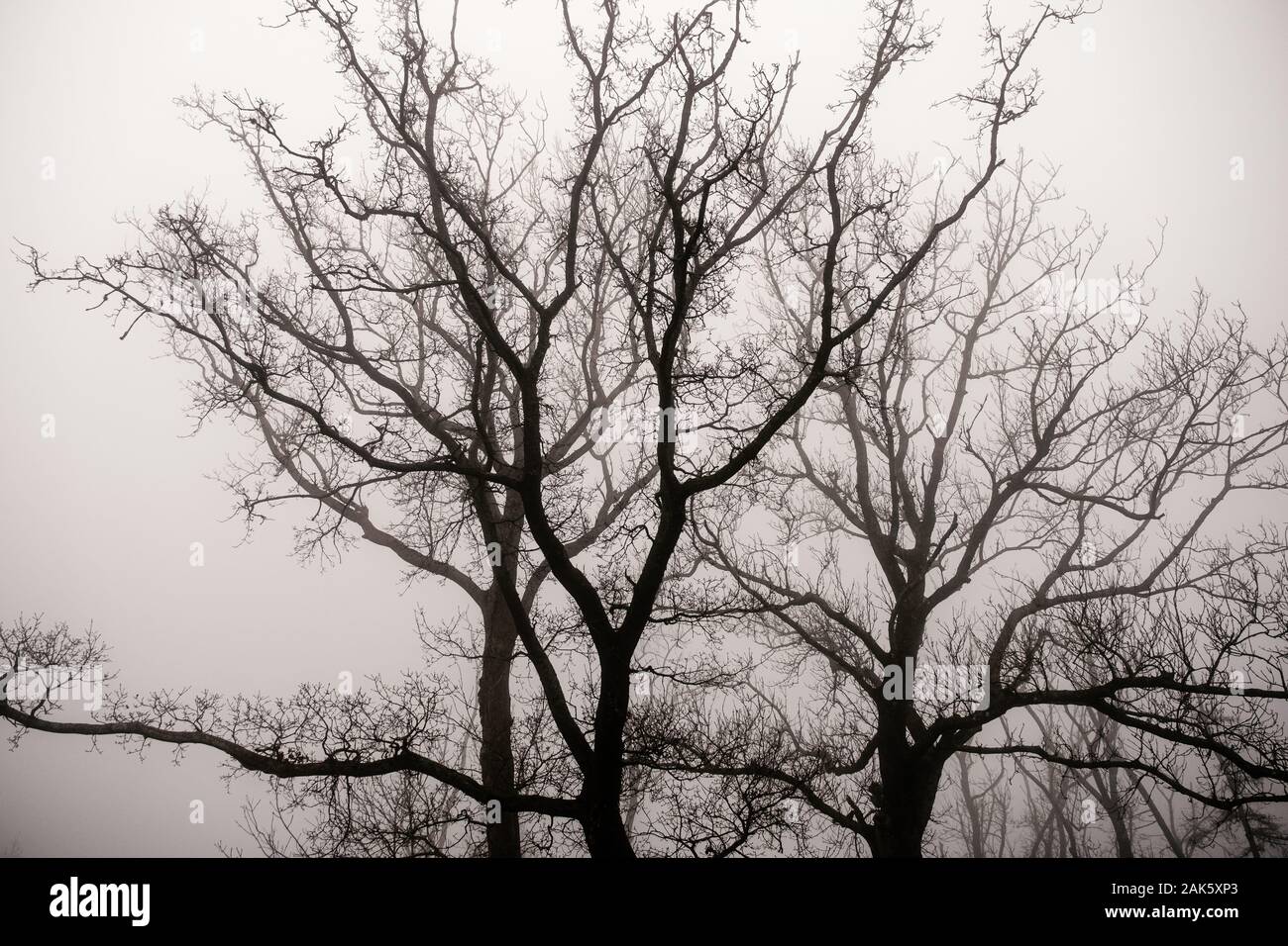 A winter scene showing trees and mist Stock Photo - Alamy