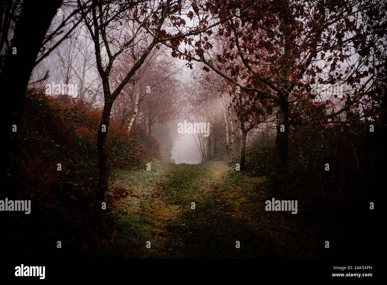 A winter scene showing trees and mist Stock Photo - Alamy
