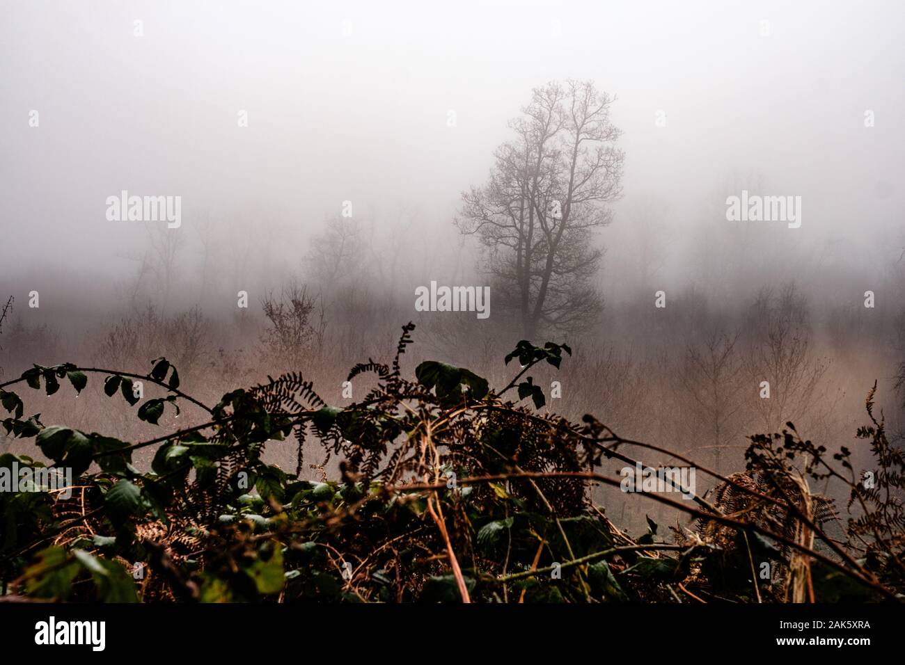 A winter scene showing trees and mist Stock Photo - Alamy
