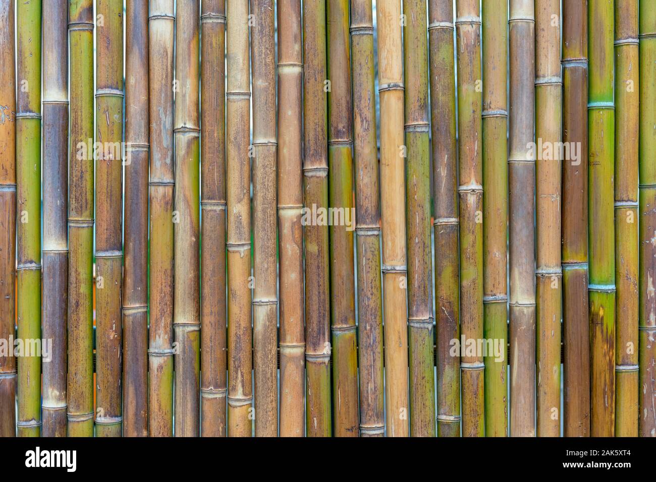 decorative wall panel, colorful bamboo stems in vertical pattern Stock Photo