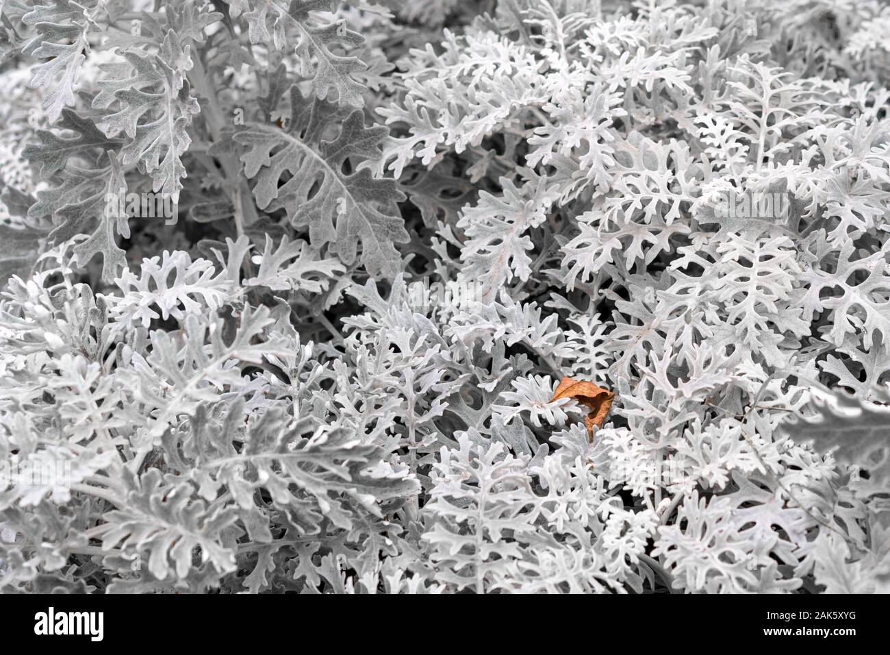 Cineraria acanthifolia as a natural background. (lat. Jacobaea maritima, Cineraria calvescens, Cineraria canadensis, Othonna maritima) Close up, macro Stock Photo