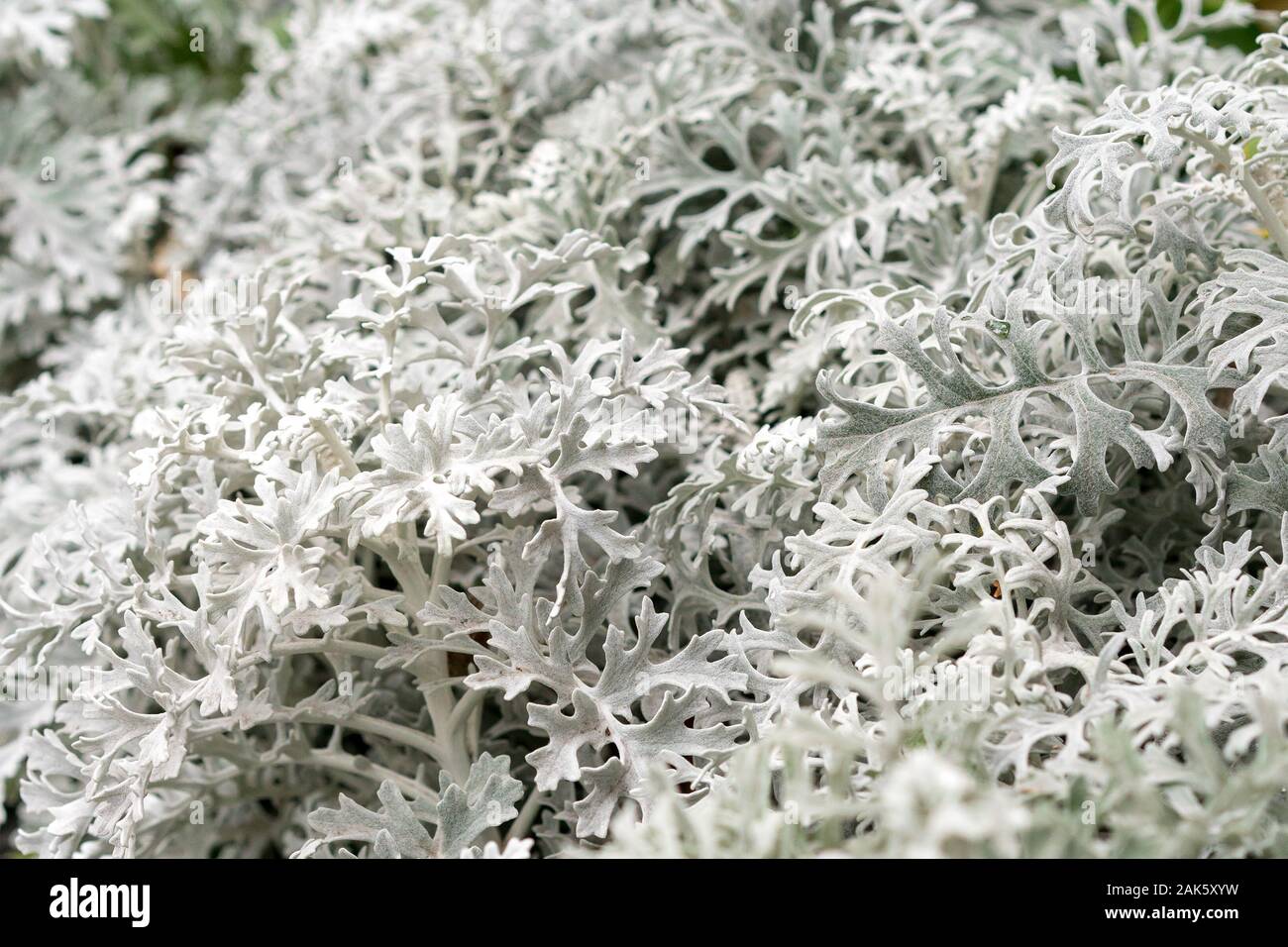 Cineraria acanthifolia as a natural background. (lat. Jacobaea maritima, Cineraria calvescens, Cineraria canadensis, Othonna maritima) Close up, macro Stock Photo