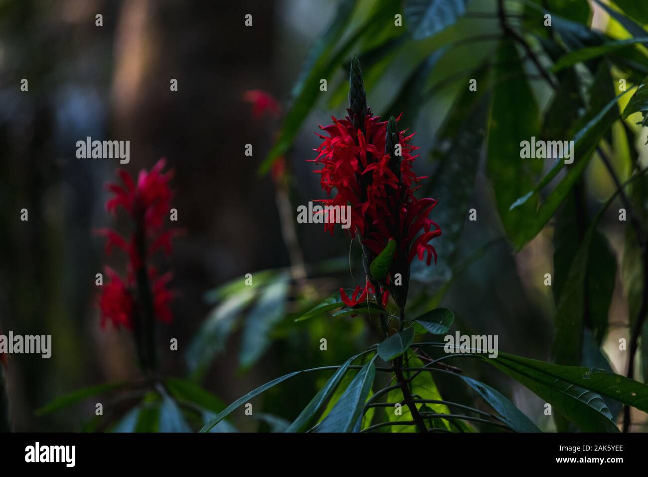 Exotic red flower as it grows in the Amazonas Jungle (Tambopata