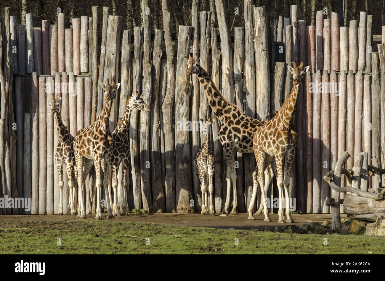 48+ Leipzig Zoologischer Garten, Sie grenzt an das rosental, einen