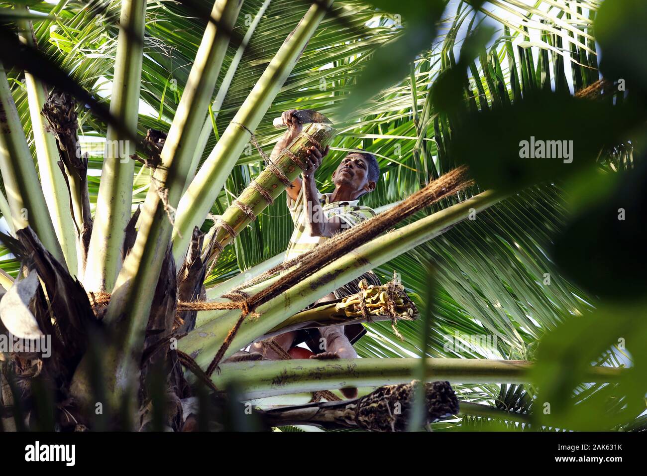 Payagala: Toddy-Tapper auf einer Palmen zur Gewinnung des Toddy (traditionelles Getraenk aus dem Saft der Kokosnus-Blume), Sri Lanka | usage worldwide Stock Photo