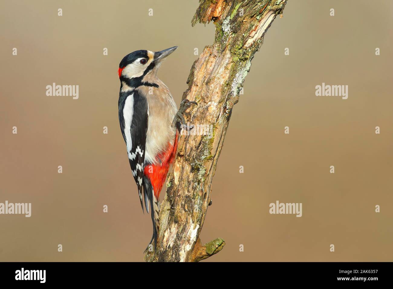 Great spotted woodpecker (Dendrocopos major) on gnarled branch, male, Siegerland, North Rhine-Westphalia, Germany Stock Photo