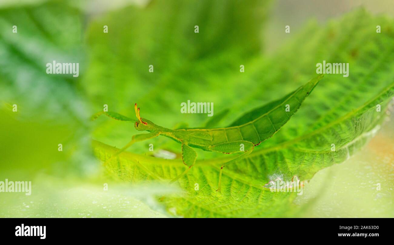 Leaf insect (Phyllium Bioculatum) on a leaf, captive, Germany Stock Photo