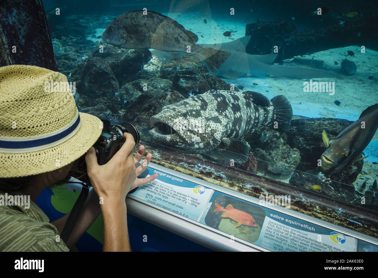 Queensland: "Reef HQ Great Barrier Reef Aquarium" in Townsville, Australien Osten | usage worldwide Stock Photo