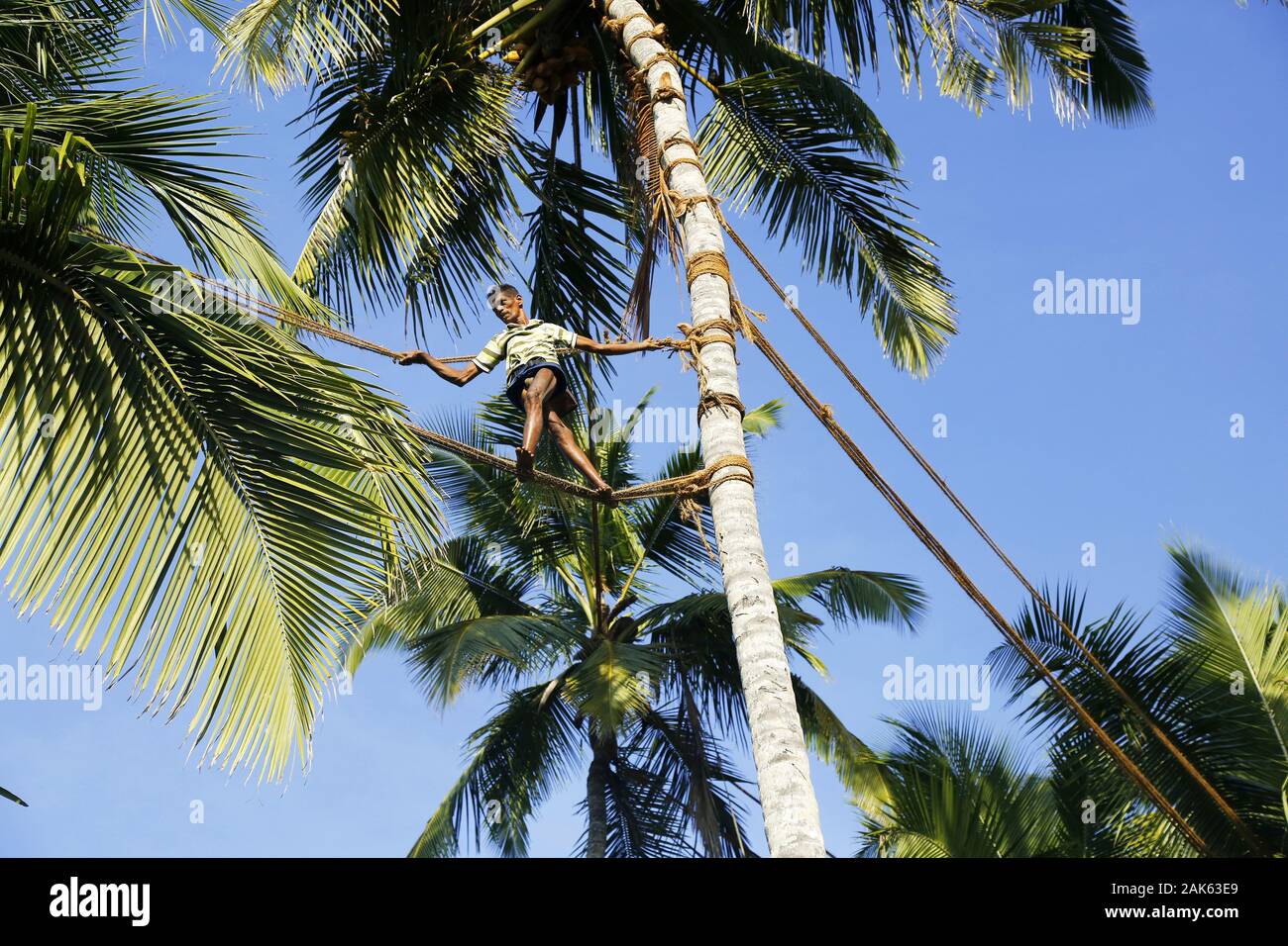 Payagala: Toddy-Tapper bewegt sich auf Seilen zwischen den Palmen zur Gewinnung des Toddy (traditionelles Getraenk aus dem Saft der Kokosnus-Blume), S Stock Photo
