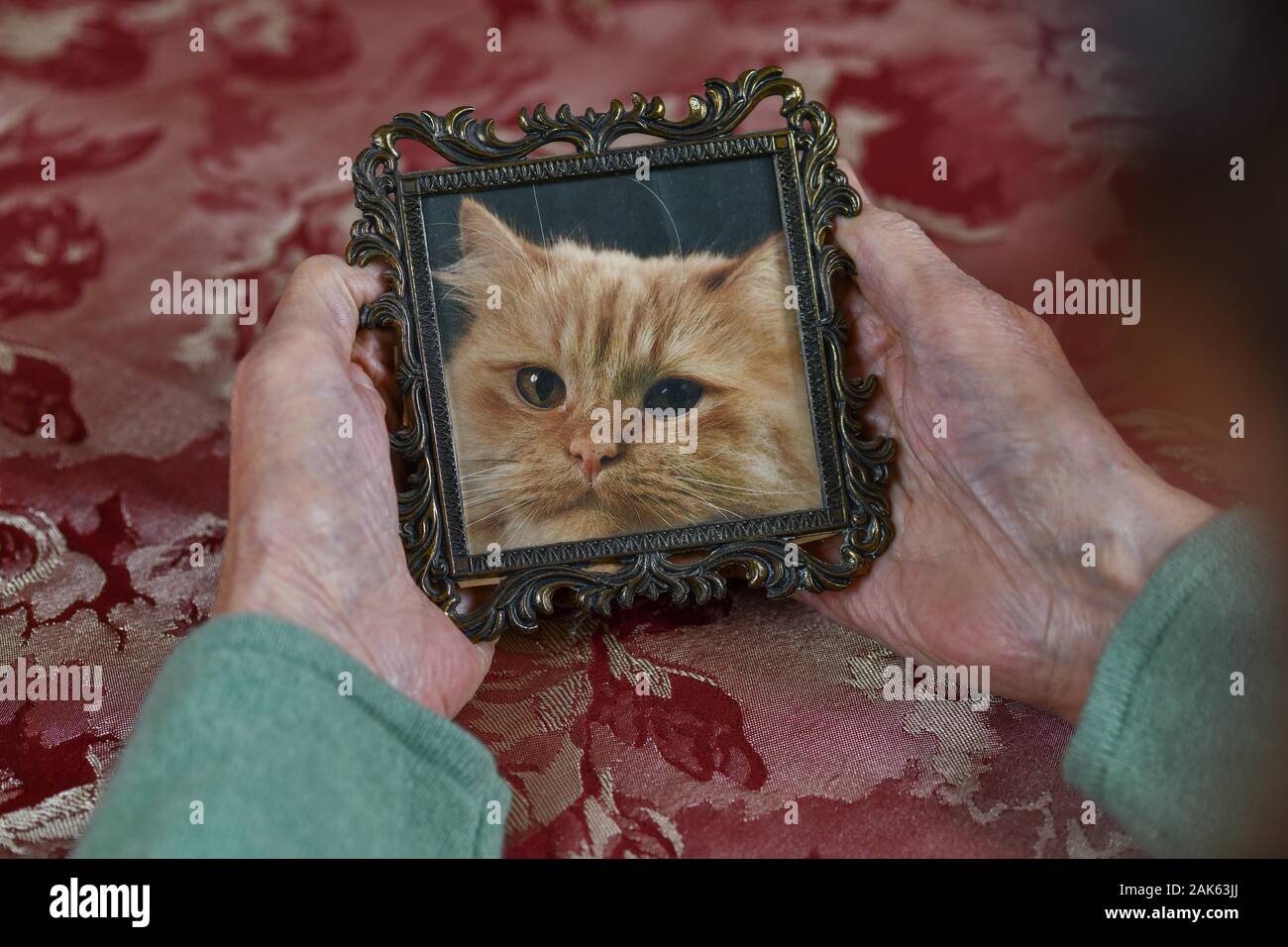 Symbol photo, hands of an old woman holding a picture frame with a cat, Memory, Germany Stock Photo