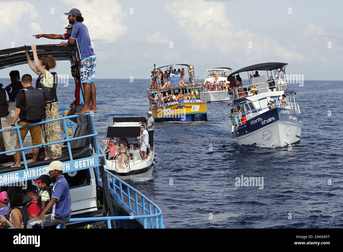 Mirissa Whale Watching Sri Lanka Usage Worldwide Stock Photo