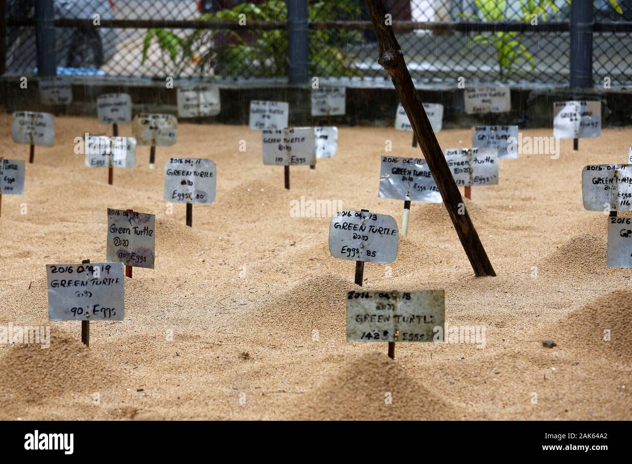 Kosgoda: Sea Turtle Conservation Project, Aufzuchtstation fuer Schildkroeten, eingegraben und markiert, Sri Lanka | usage worldwide Stock Photo