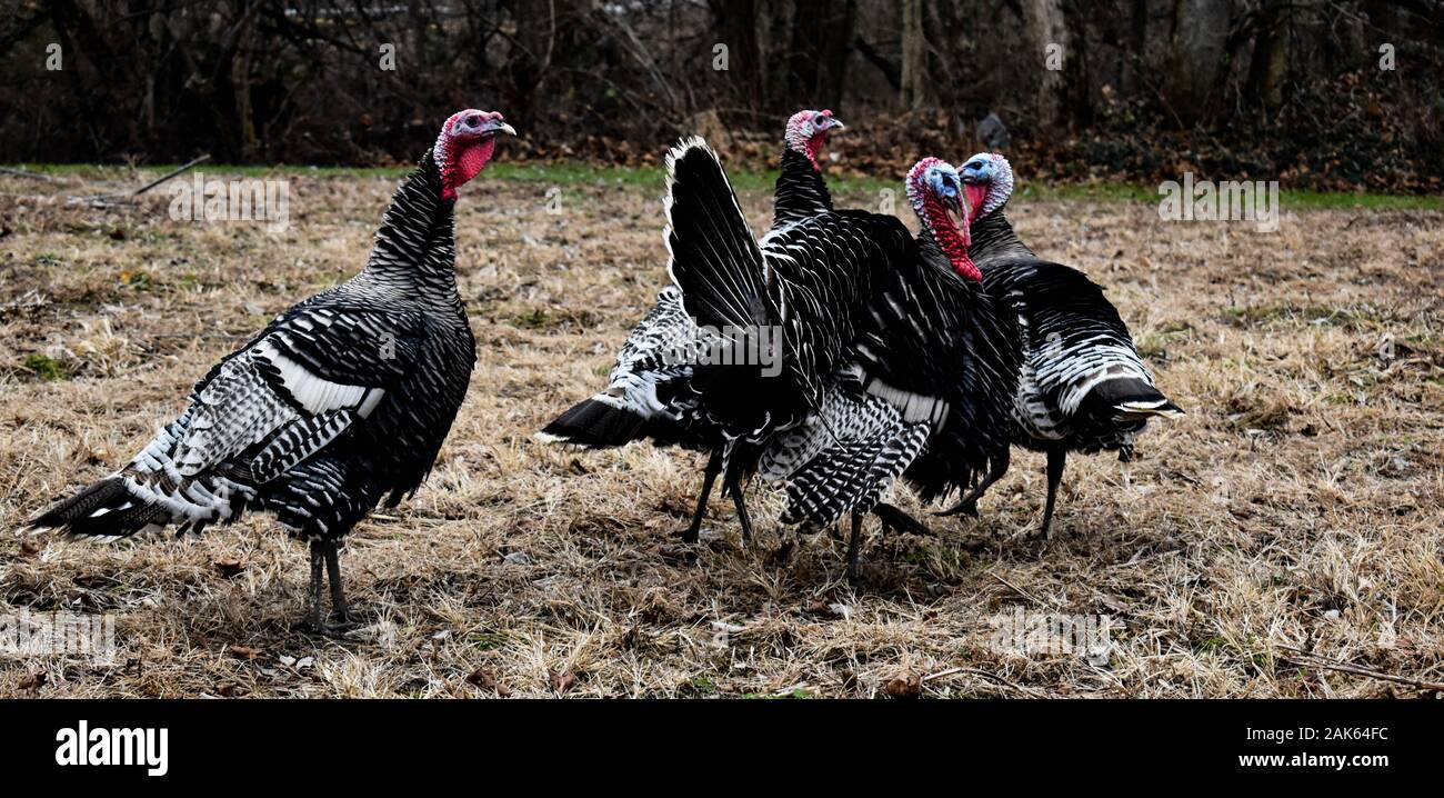 Narragansett Turkeys Stock Photo