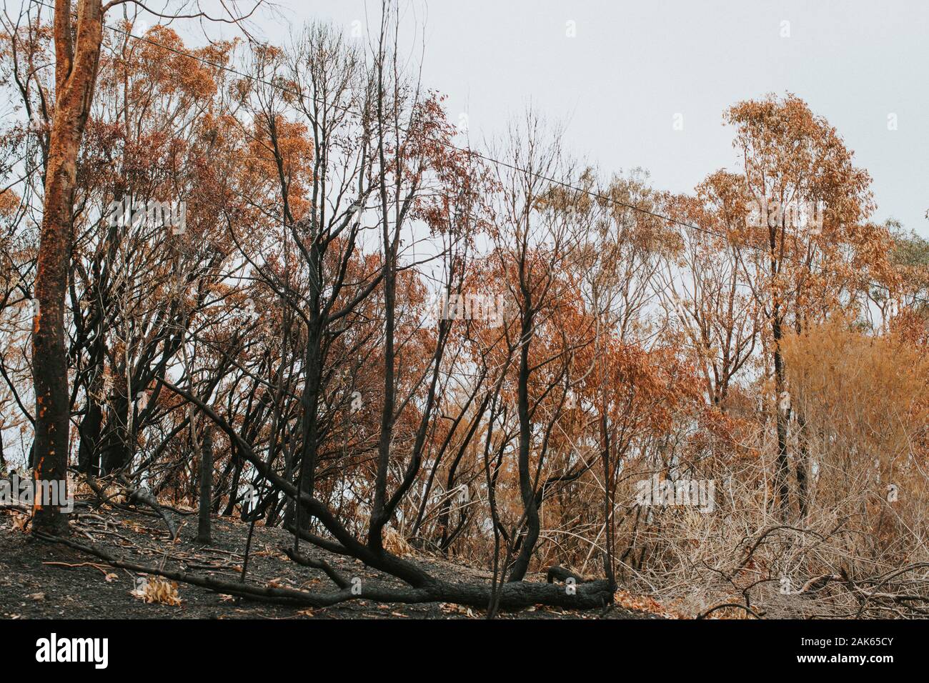 Landscape of blackened and scorched trees after being destroyed by bush ...