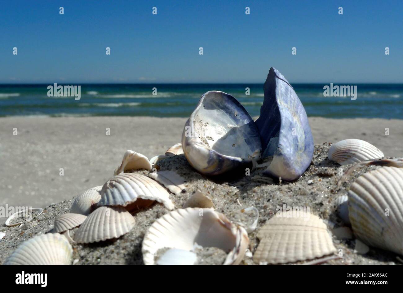 Mussel shell on the beach Stock Photo Alamy