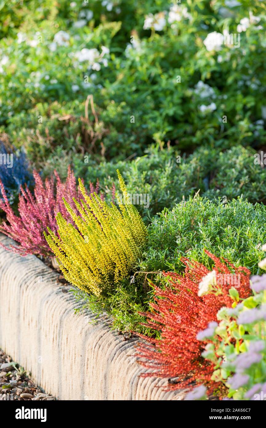 Calluna vulgaris, Ling, Erica, multicolored Heather in bloom