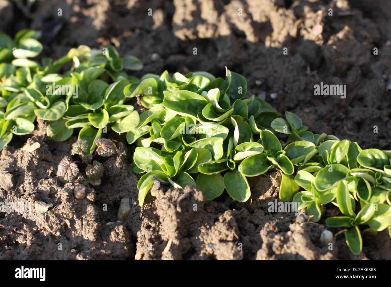 Corn Salad, Field salad, Lamb's Lettuce (Valerianella locusta) in the garden, ready to cut. Close up,Vogerlsalat, Rapunzel, foliage, natural food back Stock Photo