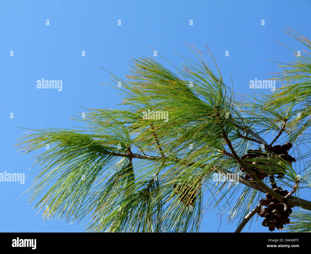 White Pine Needles High Resolution Stock Photography And Images Alamy