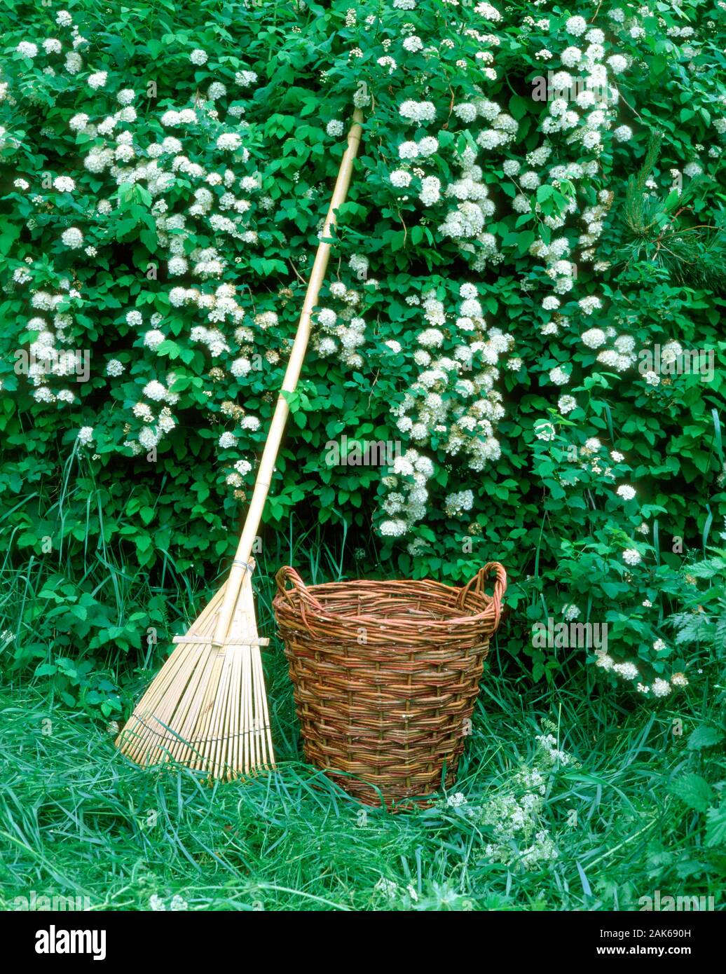 Leaf rake and leaf basket at flowering bouquet spirea Stock Photo - Alamy