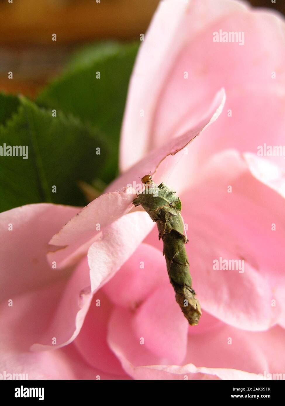 Caterpillar on a rose Stock Photo Alamy