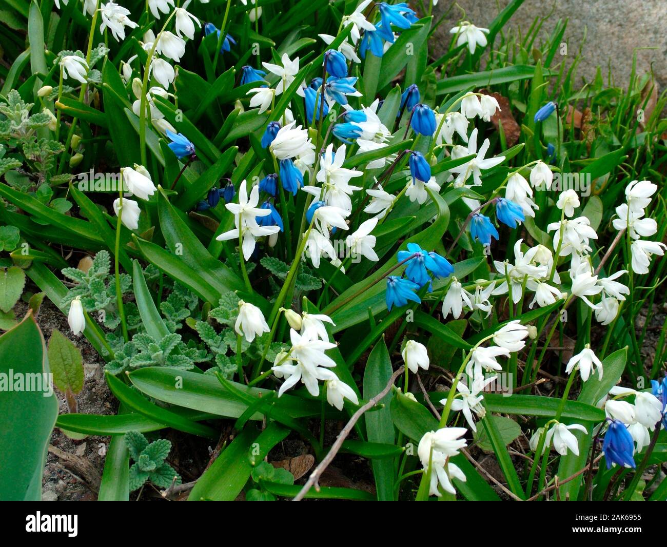 The spring flower Scilla Stock Photo