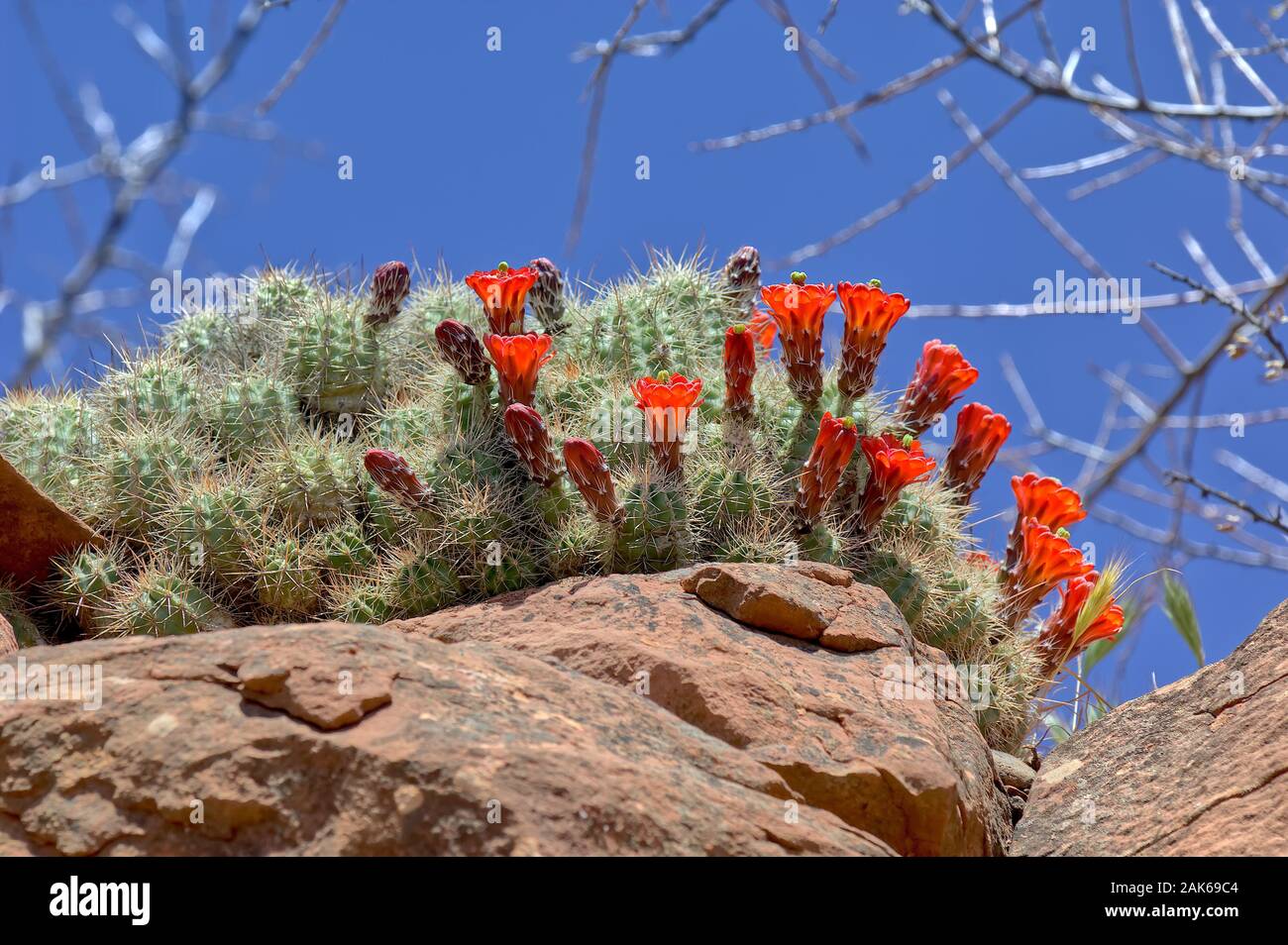 Climbing cactus hires stock photography and images Alamy