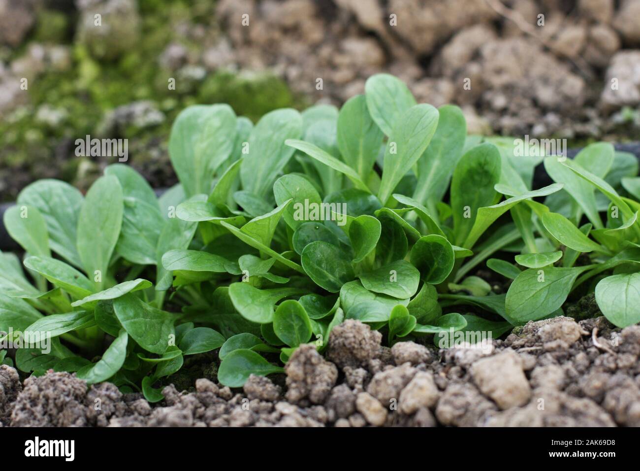 Corn Salad, Field salad, Lamb's Lettuce (Valerianella locusta) in the garden, ready to cut. Close up, Vogerlsalat, Rapunzel, foliage, natural food Stock Photo