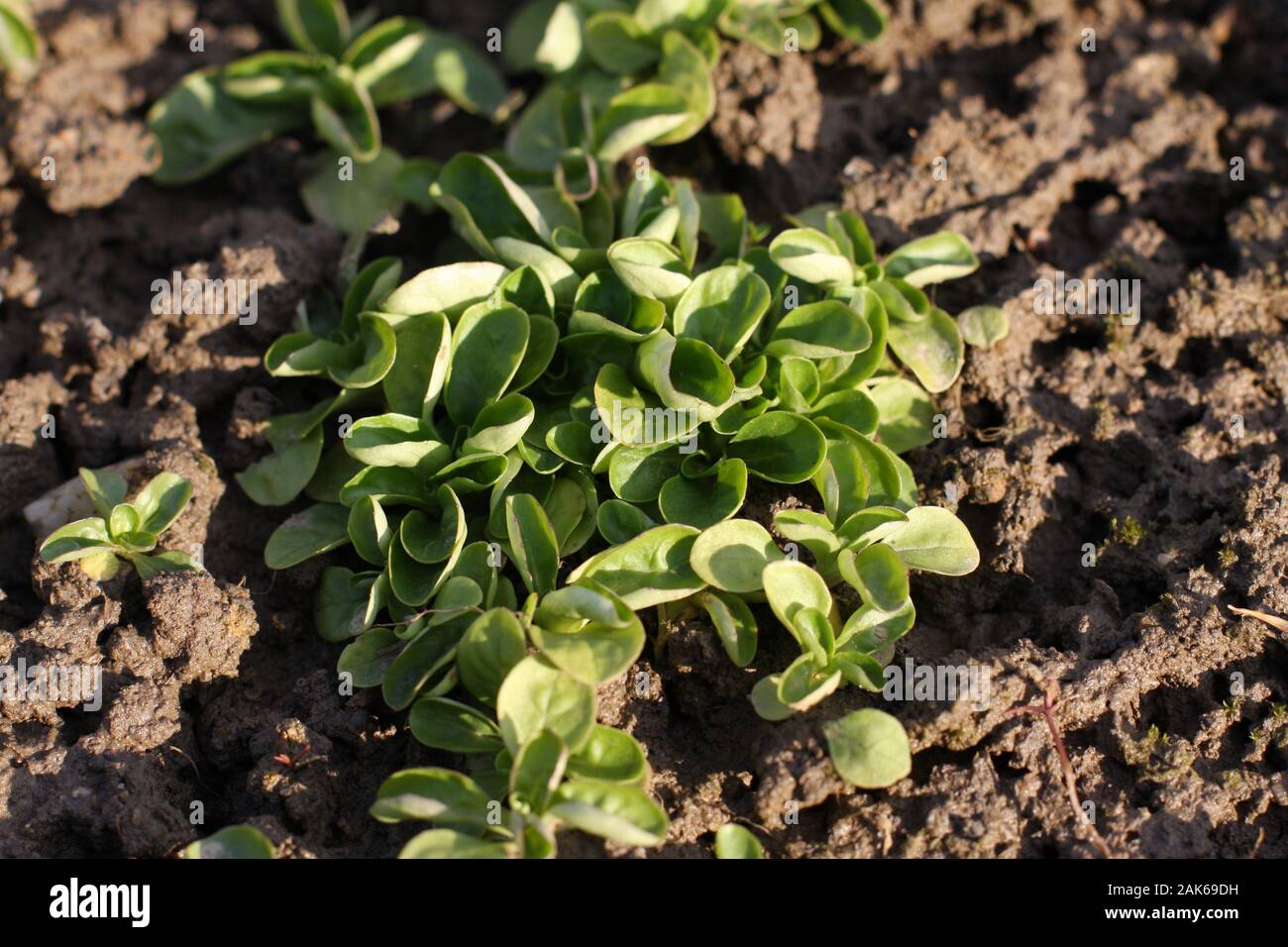 Corn Salad, Field salad, Lamb's Lettuce (Valerianella locusta) in the garden, ready to cut. Close up, Stock Photo