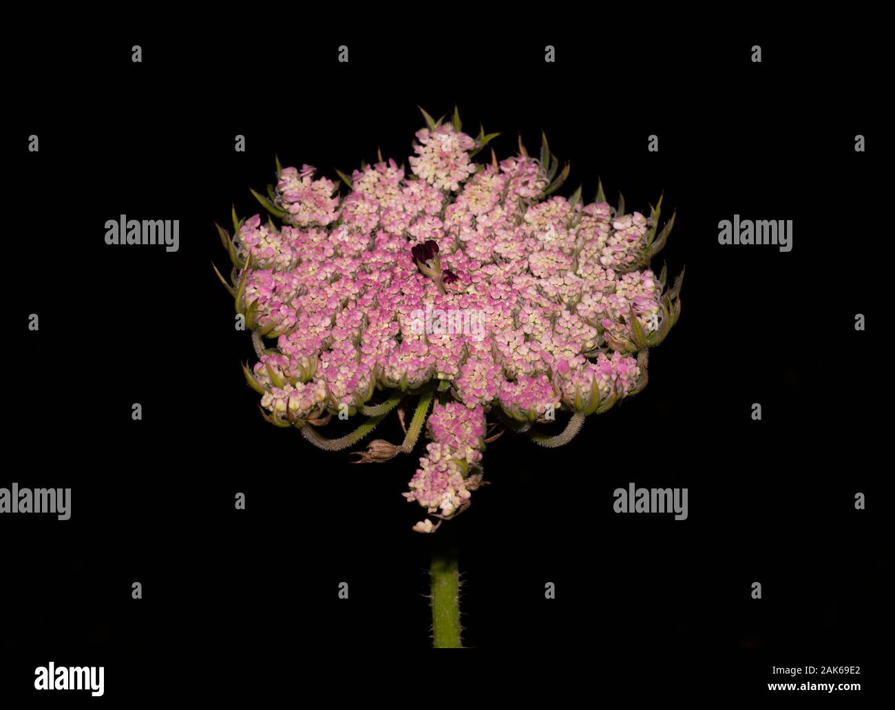 Close-up of an umbel inflorescence with pink and white flowers, with black background Stock Photo