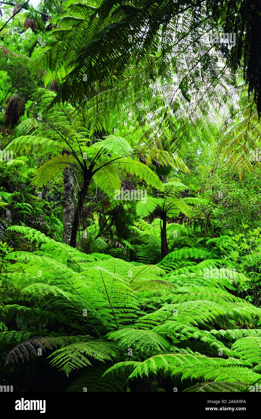 Suedinsel: Farngewaechse im Abel Tasman Nationalpark, Wanderung von Torrent Bay nach Bark Bay, Neuseeland | usage worldwide Stock Photo