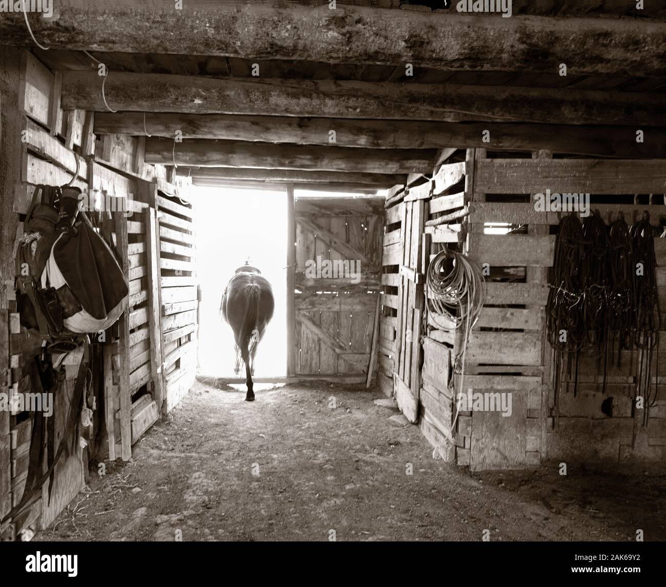WY0412100BW...WYOMING Horse leaving the barn on the Willow Creek Ranch Stock Photo Alamy