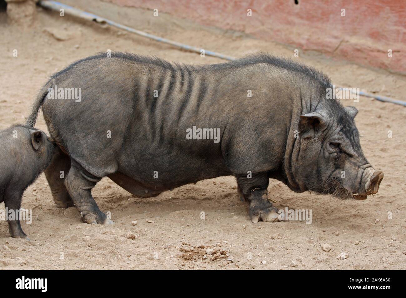 pot bellied pig Stock Photo Alamy