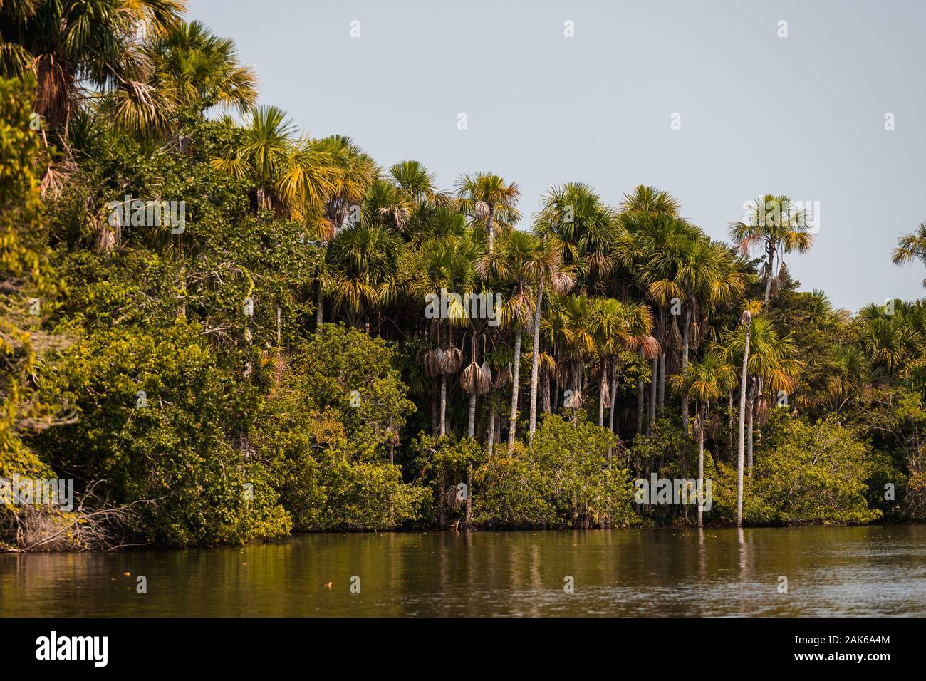 Magnificent green jungle trees at Lake Sandoval in the Tambopata ...