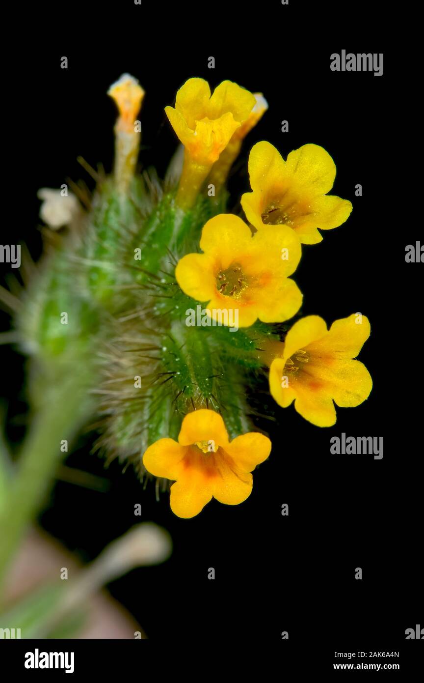 A macro photo of a wildflower native to Arizona called the Common Fiddleneck. Stock Photo