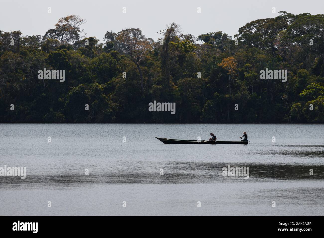 Magnificent green jungle trees at Lake Sandoval in the Tambopata ...