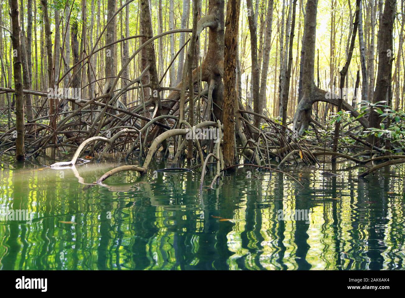 Provinz Puntarenas/Osa-Halbinsel: Mangrovenwald bei Puerto Jimenez, Costa Rica | usage worldwide Stock Photo