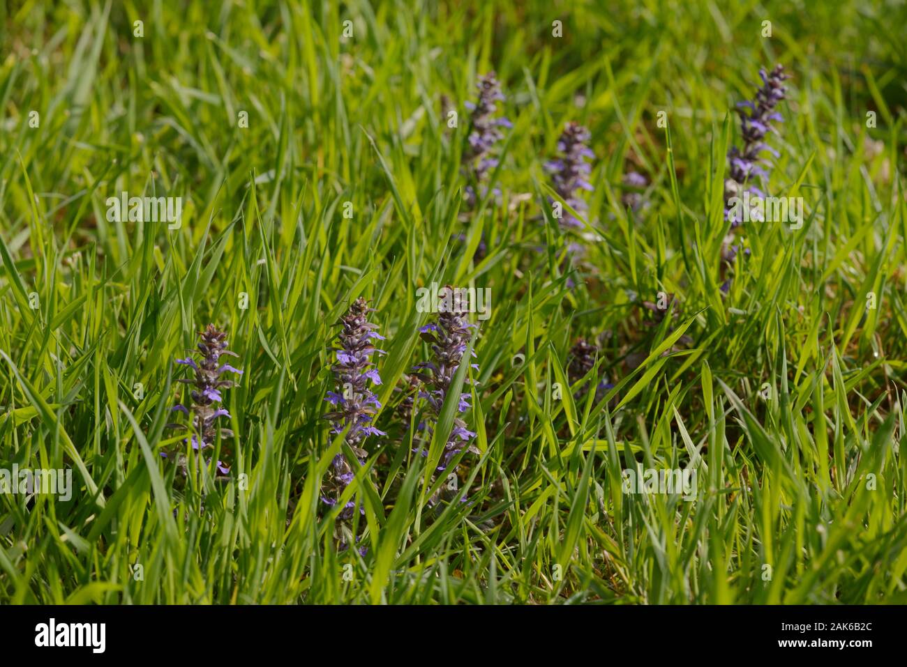 Bugle flowers hires stock photography and images Alamy