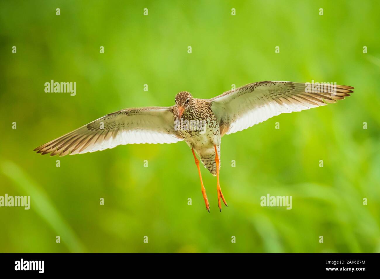 Beautiful common redshank tringa totanus bird flying.  These Eurasian wader birds are common breeders in the agraric grassland of the Netherlands. Stock Photo