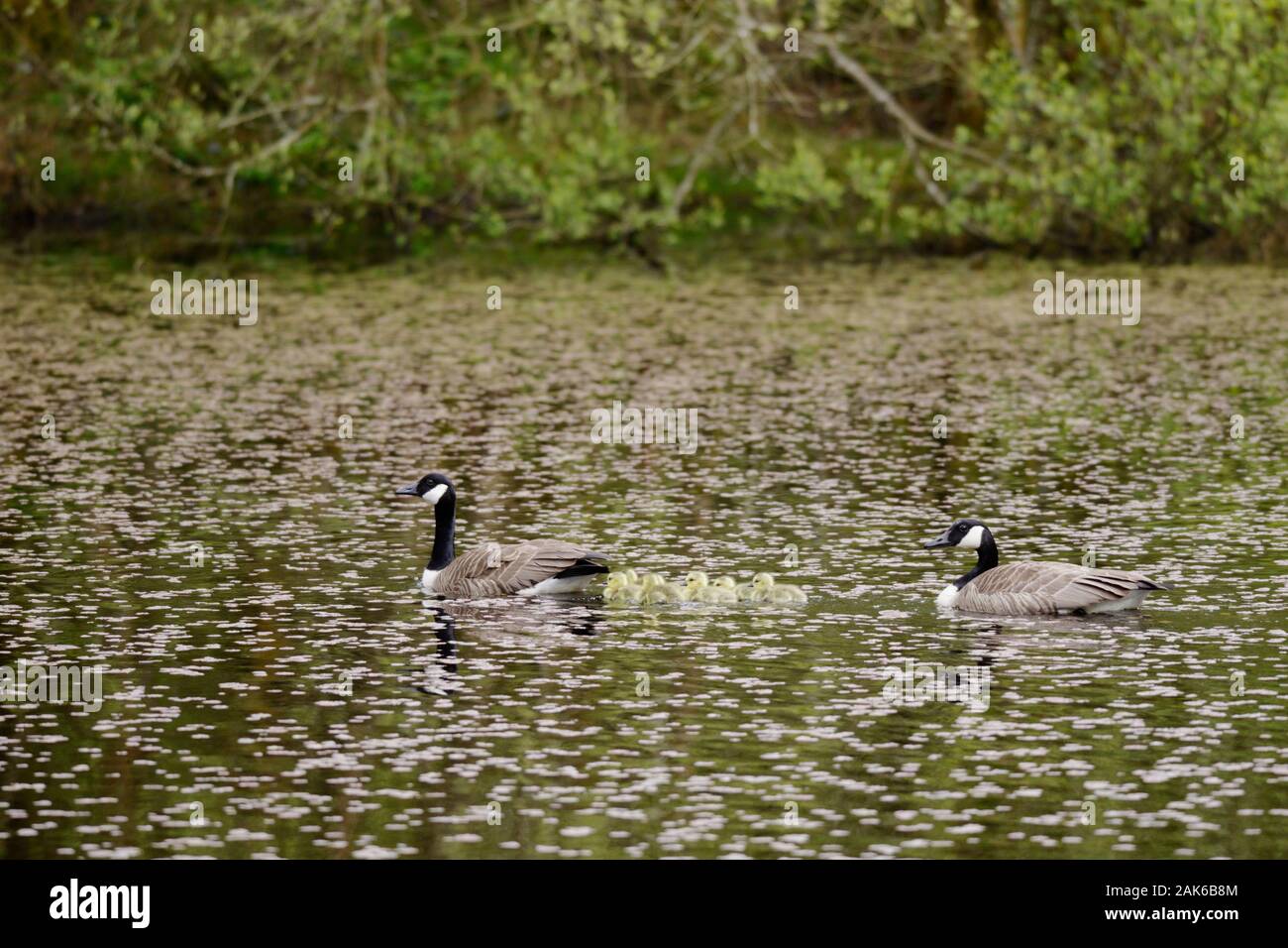 Branta canadensis, Canada Geese pair with young goslings, Wales, UK Stock Photo