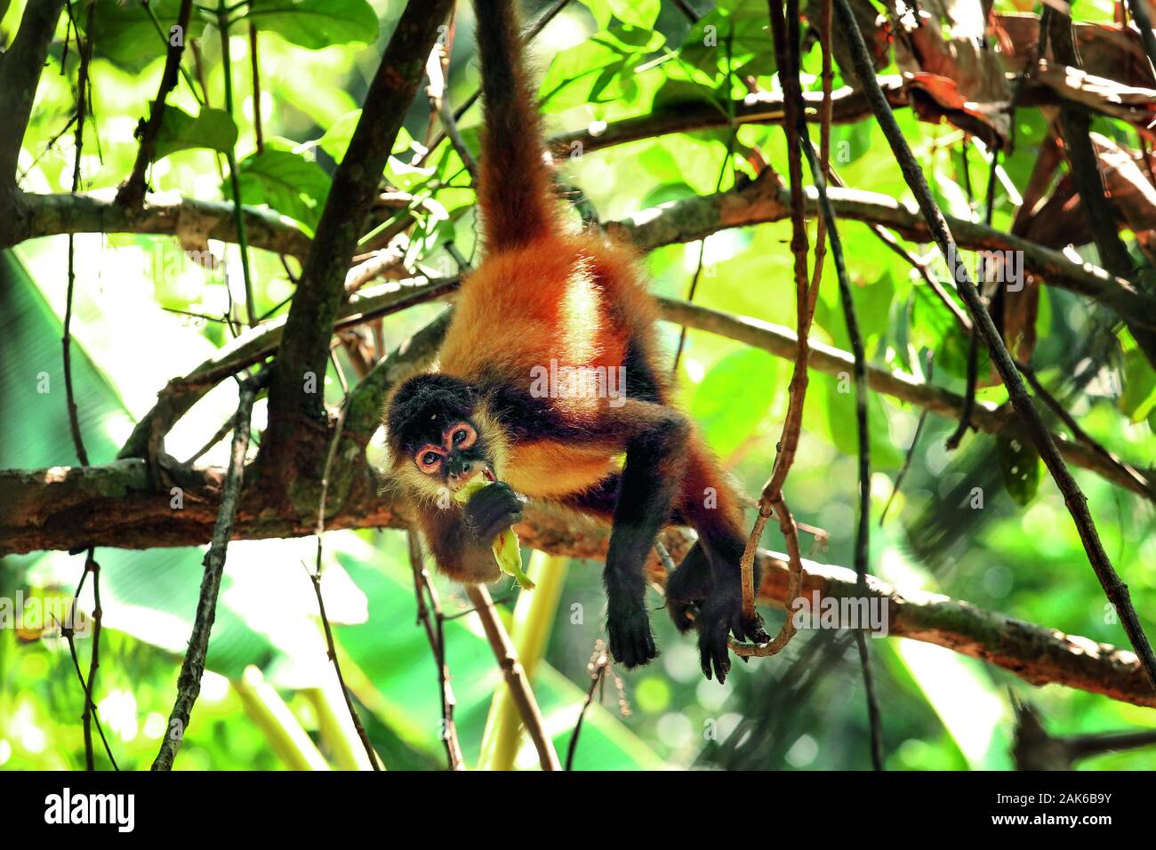 Provinz Puntarenas/Osa-Halbinsel: Geoffroy-Klammeraffe (Ateles geoffroyi) im Corcovado National Park, Costa Rica | usage worldwide Stock Photo