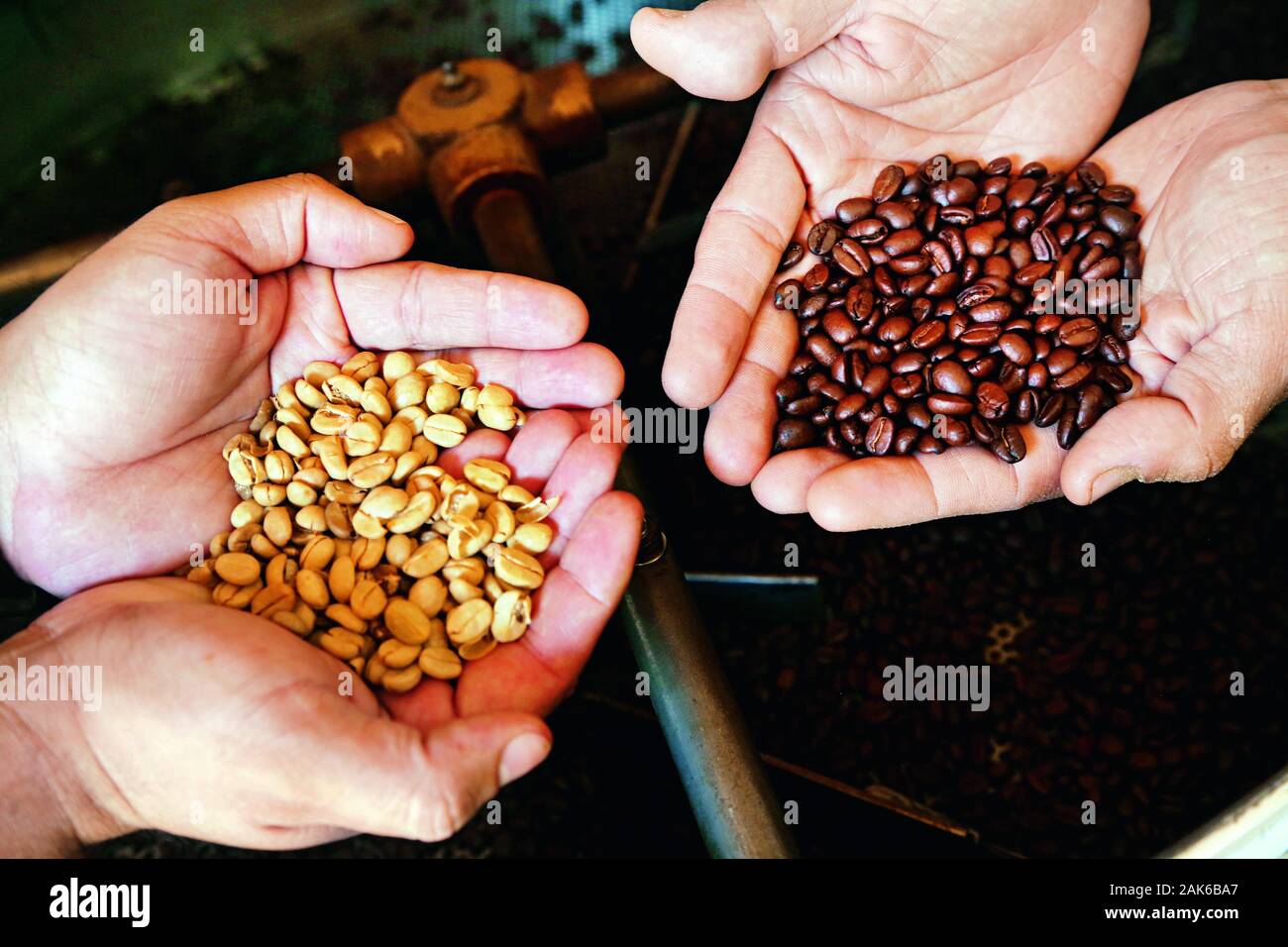 Provinz Heredia/in Santa Barbara de Heredia: Kaffeebohnen der Kaffeeplantage Britt, Costa Rica | usage worldwide Stock Photo