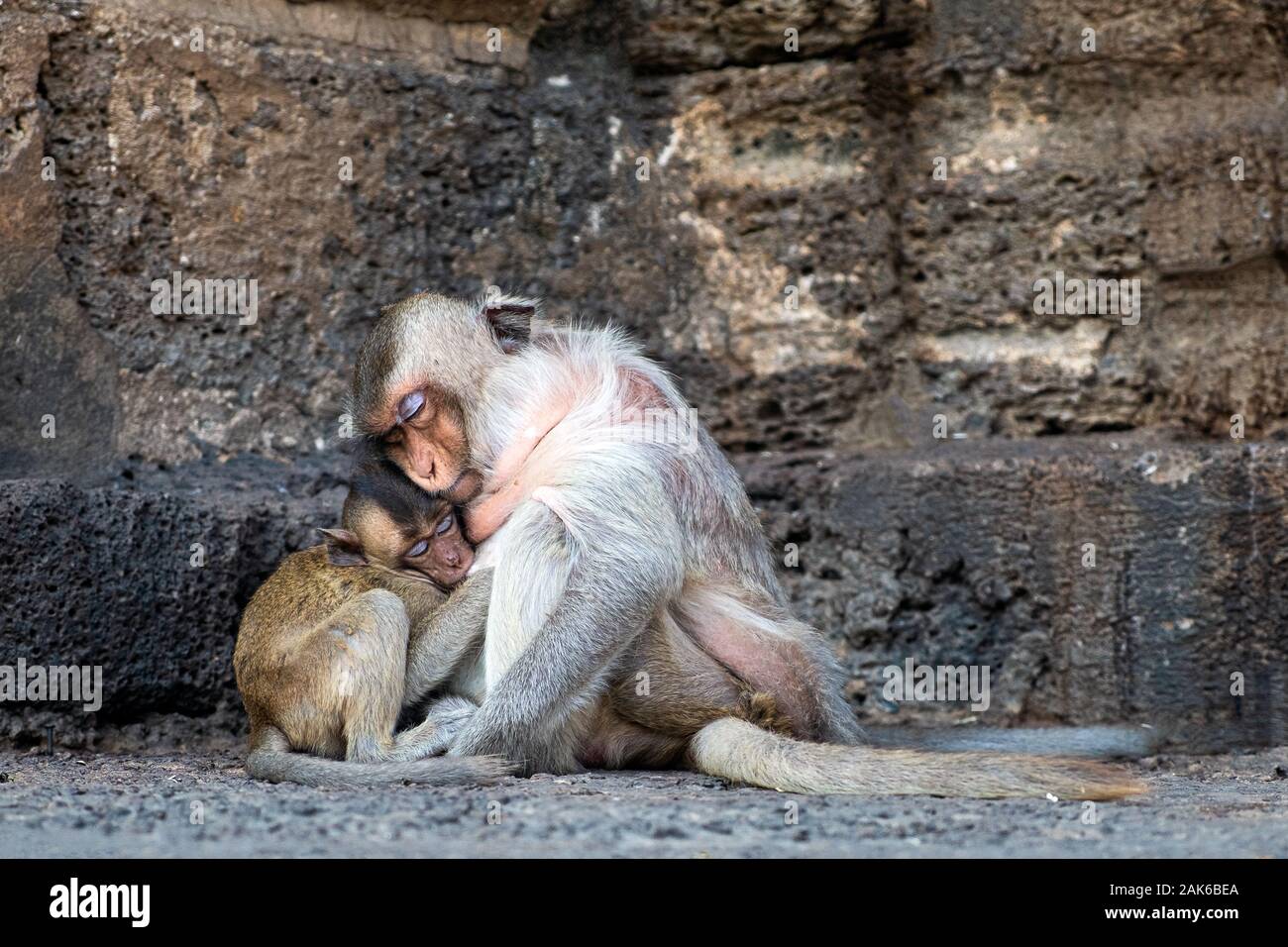 Mom with young monkey sleeping in buddhist temple Thailand Stock Photo