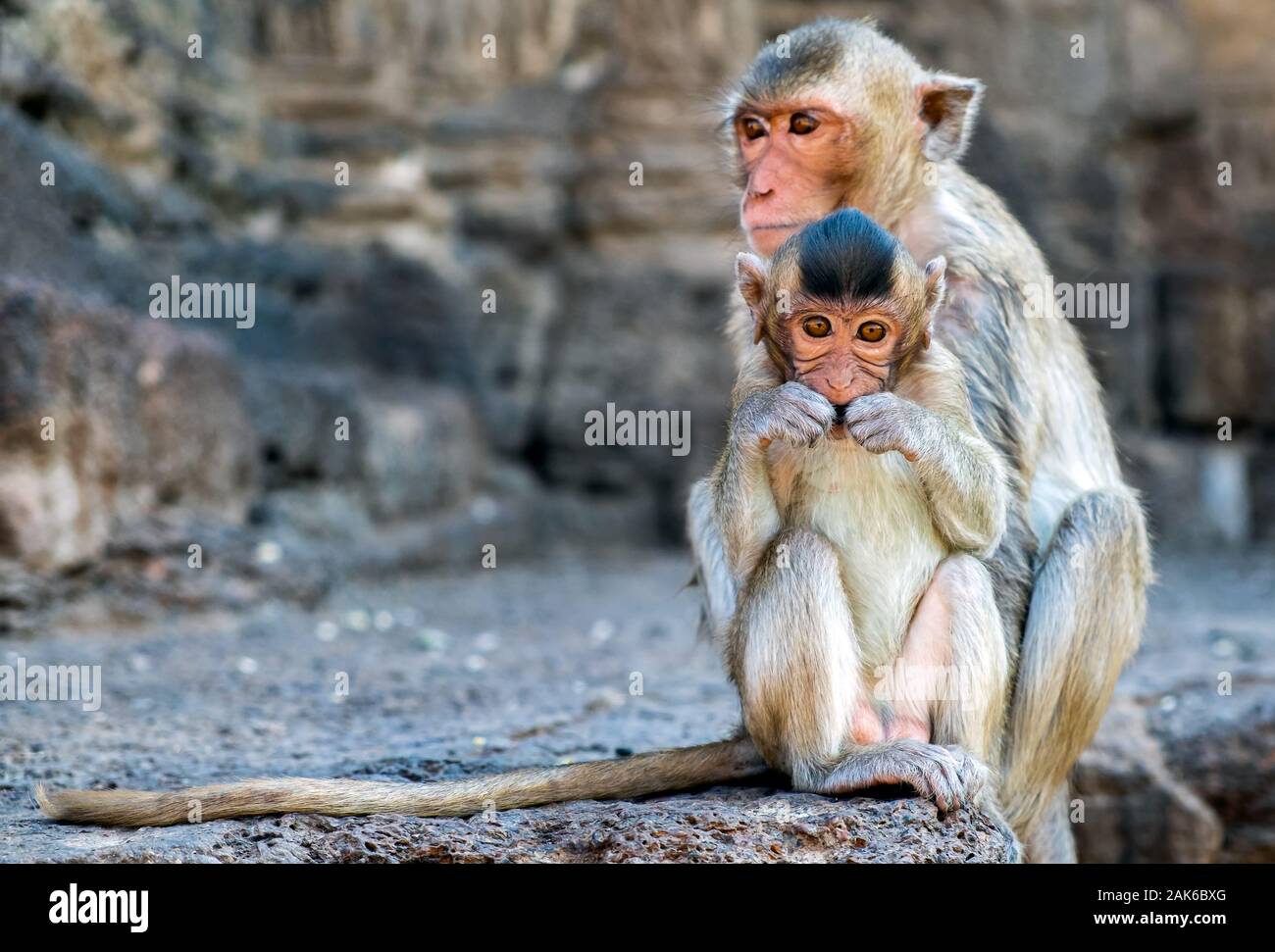 Young monkey with mom in temple looking camera portrait Stock Photo