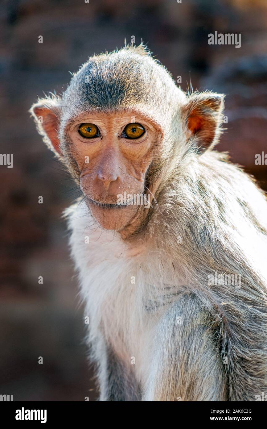 Monkey sit in buddhist temple looking to camera portrait Stock Photo