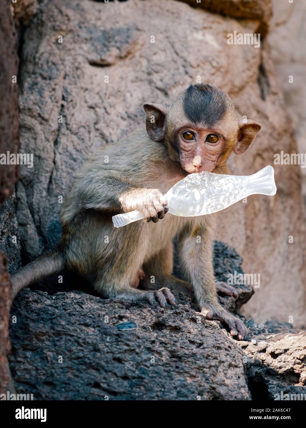 Young monkey on temple bitting plastic portrait Stock Photo