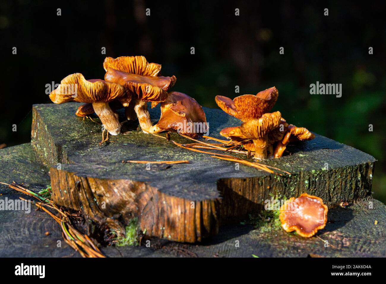 Fungi growing on a tree stump Stock Photo