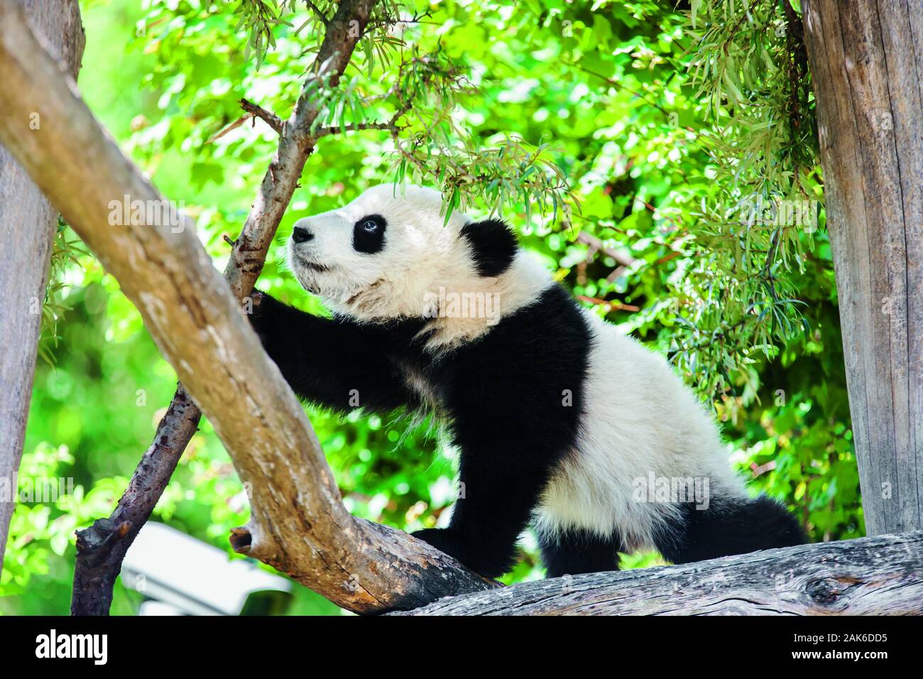 13. Bezirk/Hietzing: Tiergarten Schoenbrunn, Grosser Pandabaer (Ailuropoda melanoleuca), Wien | usage worldwide Stock Photo