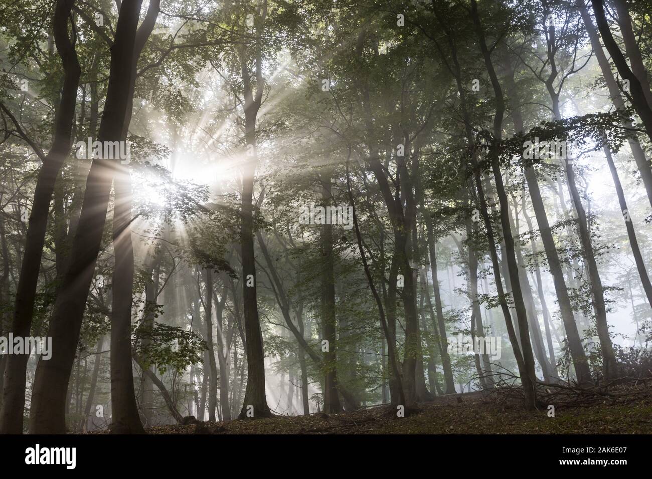 Hambach: Wald unterhalb der Burgruine Haibach, Pfalz | usage worldwide Stock Photo