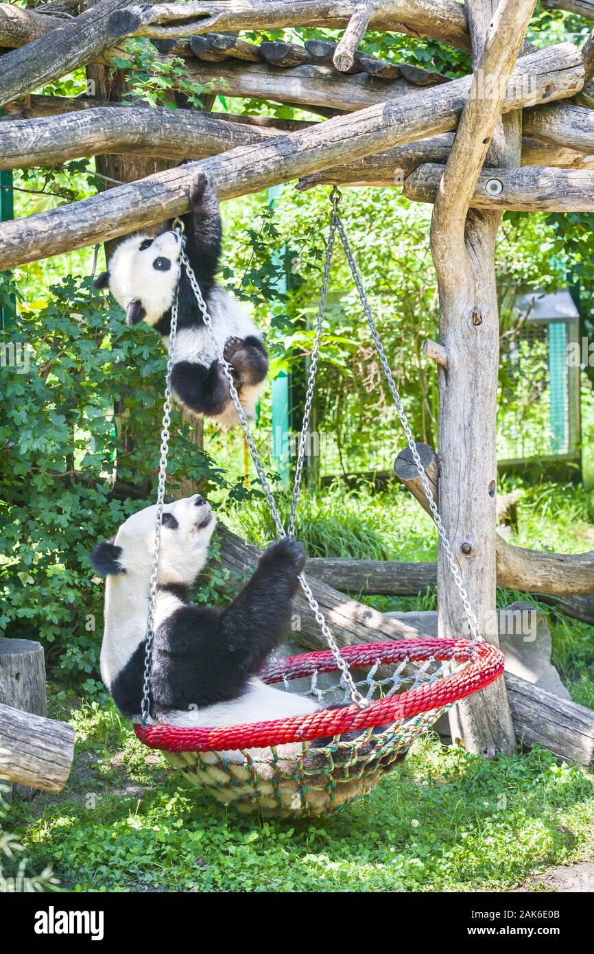 13. Bezirk/Hietzing: Tiergarten Schoenbrunn, Grosser Pandabaer (Ailuropoda melanoleuca), Wien | usage worldwide Stock Photo